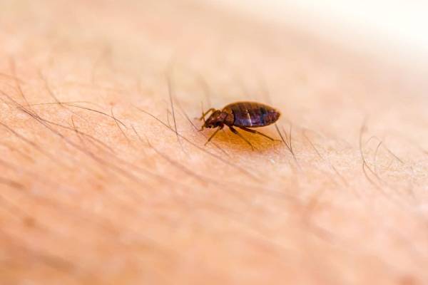 Termite
